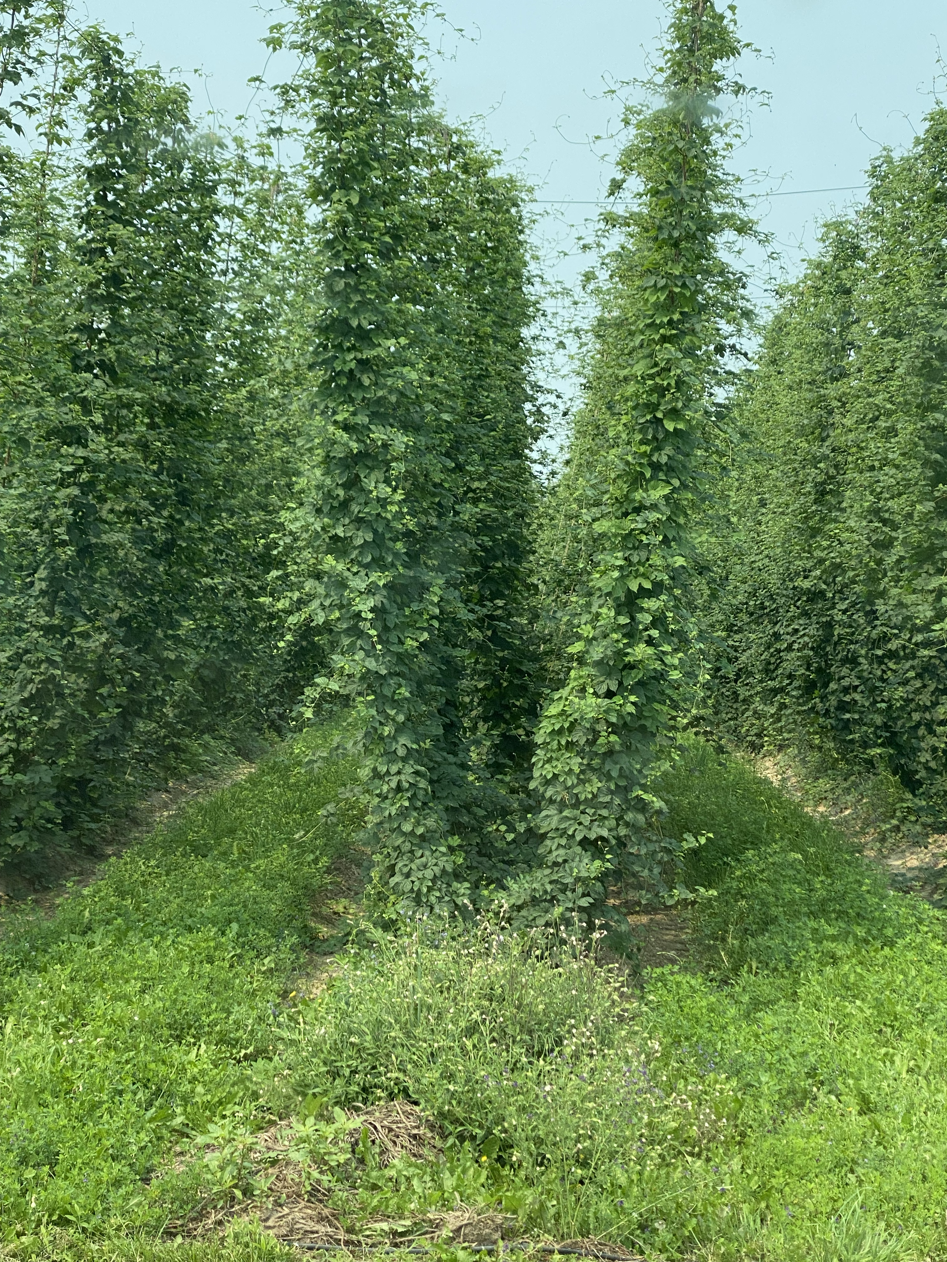Northeast Michigan hopyard